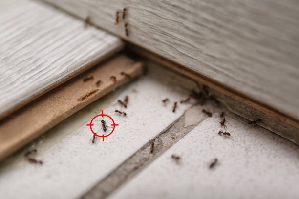 Best Local Pest Control Services  in Orida Ridge, FL