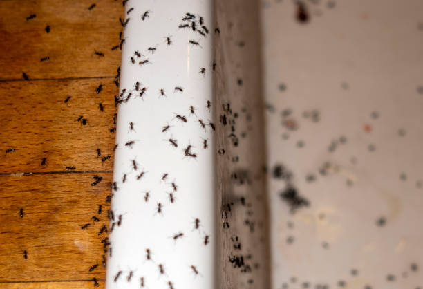 Best Pest Inspection Near Me  in Orida Ridge, FL