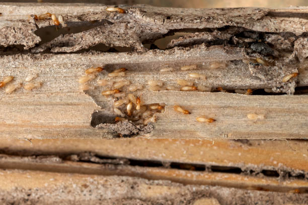 Best Pest Inspection Near Me  in Orida Ridge, FL