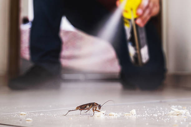 Best Spider Control Near Me  in Orida Ridge, FL
